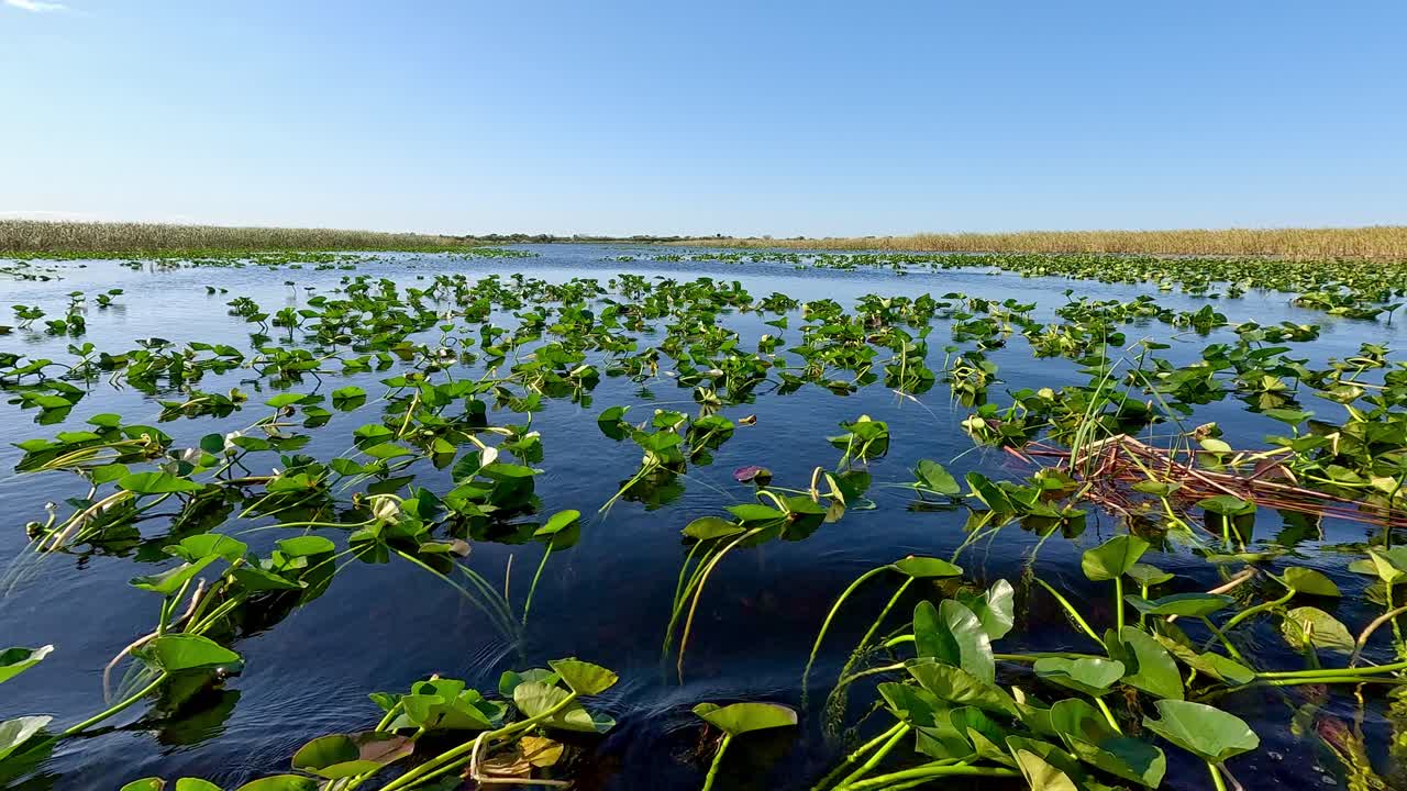 Cruising by some bushes and lillypads in the Everglades National Park