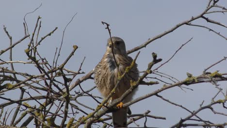 little hawk or falcon moving on a tree branch