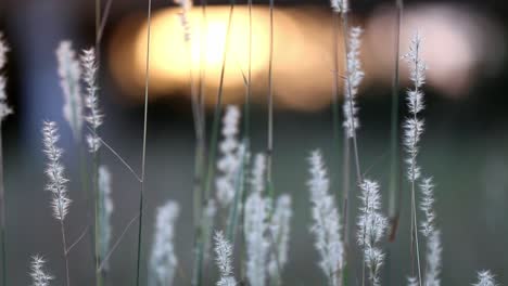 Tight-cluster-of-fuzzy-wild-grass-heads-blowing-in-breeze