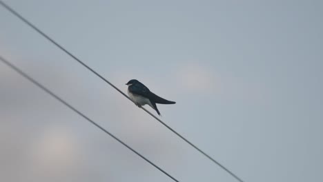 Nahaufnahme-Eines-Blauen-Chickadee-Vogels,-Der-An-Einem-Sommerabend-Auf-Einem-Draht-Sitzt