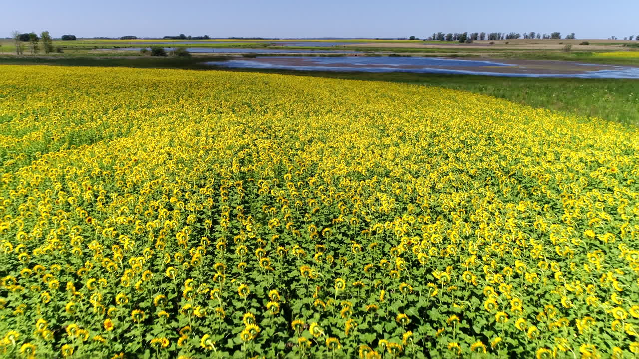 뒤로 가는 드론에서  ⁇ 빛꽃