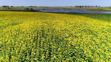 Sonnenblumen-Von-Einer-Drohne,-Die-Rückwärts-Fliegt