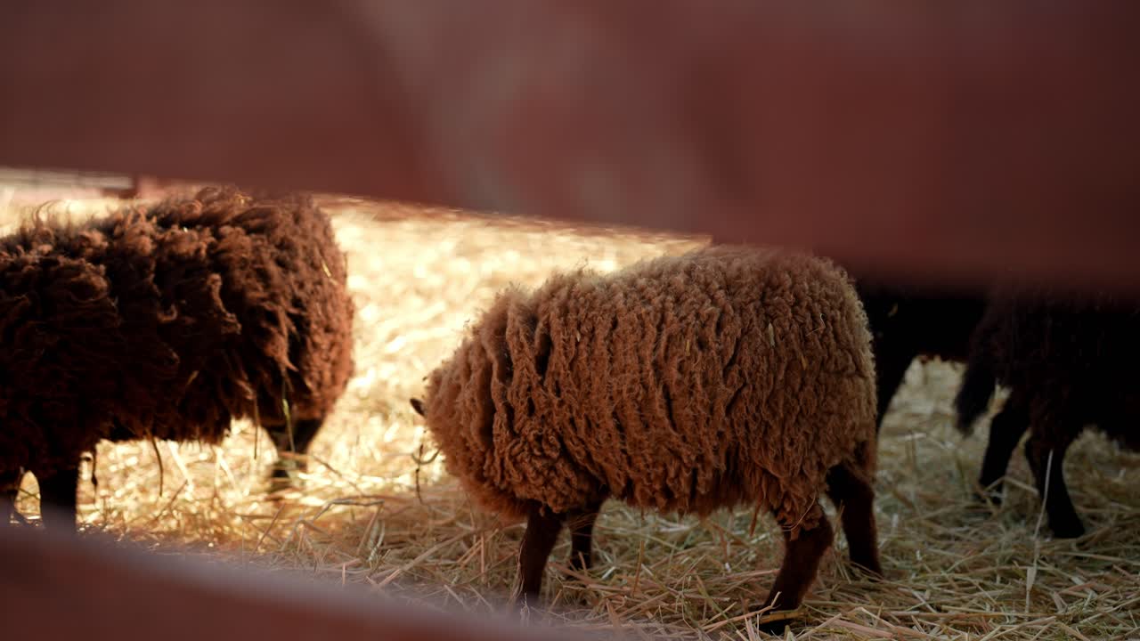ovejas en un campo de heno