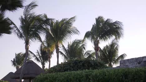 palmeras en un lujoso resort mexicano