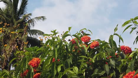 a palm tree and yellow flowers backdrop a clerodendrum with hidden butterflies in the midday sun