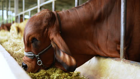 brown cow eating hay in a farm stall