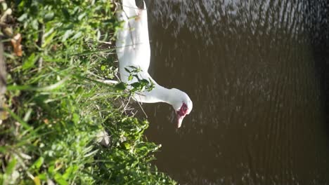 Pato-Blanco-Vendiendo-A-Través-Del-Agua