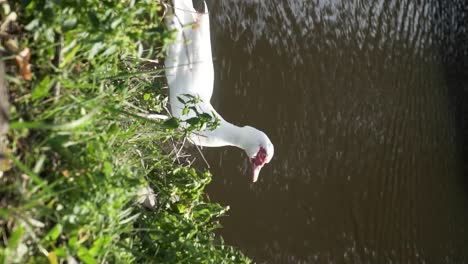 pato blanco vendiendo a través del agua