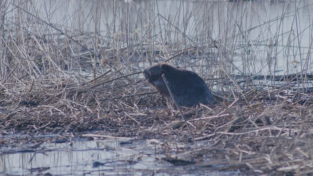 Beaver sitting on reeds and eating in early spring morning light