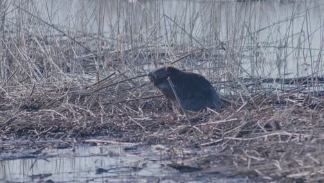 castor sentado en las cañas y comiendo en la luz de la mañana de primavera temprana
