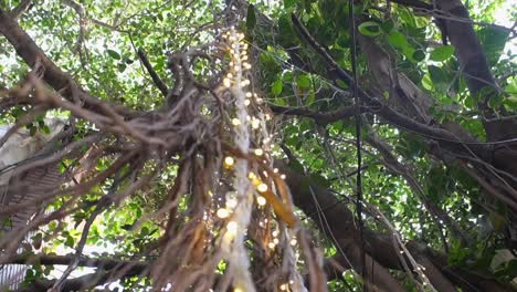 árbol-Decorado-Con-Plantas-Frente-Al-Restaurante-Vista-360d