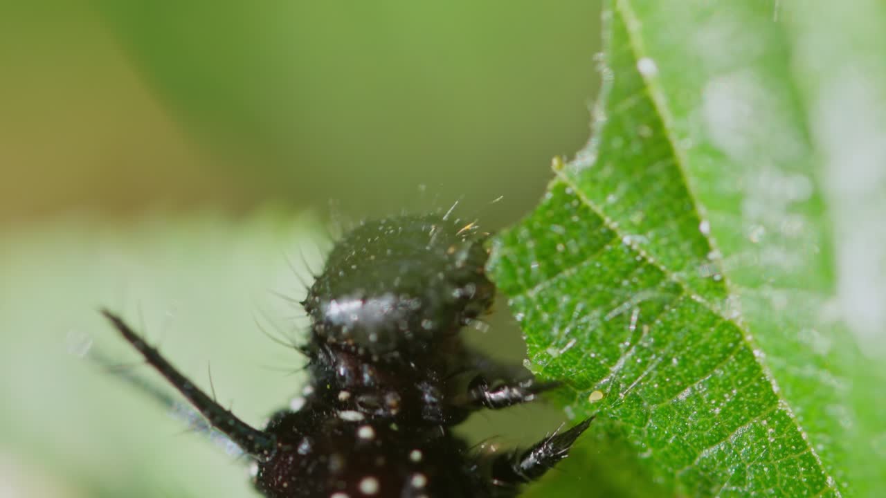 Caterpillar eating green leaf, viewed through vertical blades of tall grass