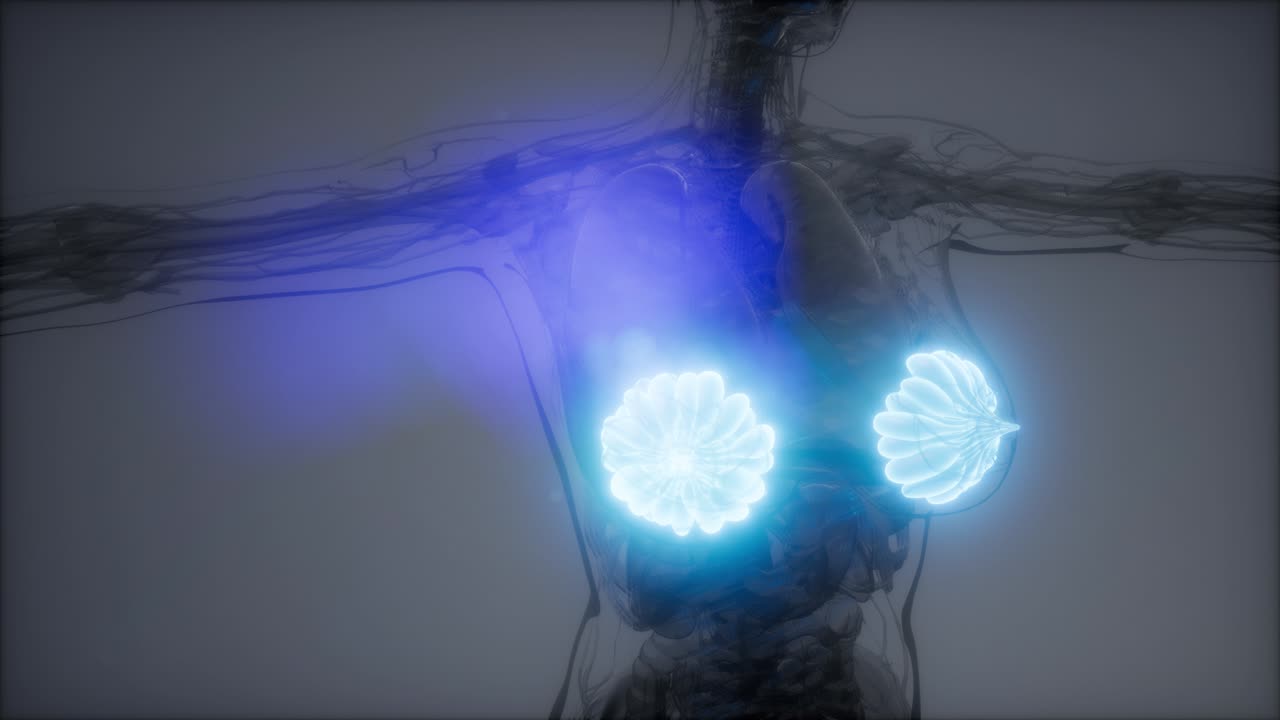 비만 여성의 유방선에 대한 의학적으로 정확한 그림