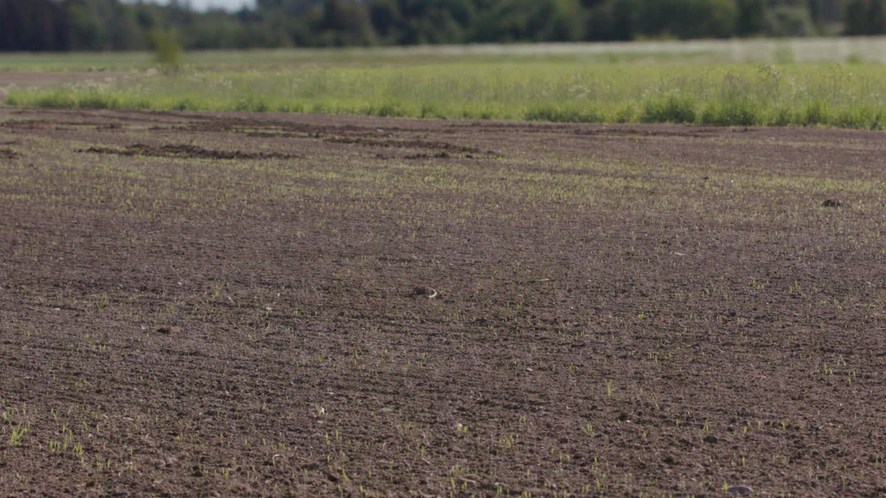 경작지에서 자라는 식량 작물을 2개월 동안 축소
