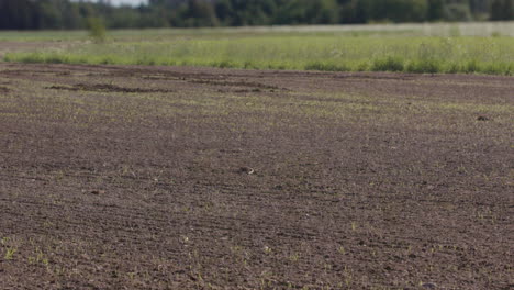 2-monatiger-Zeitraffer-Zoom-Aus-Nahrungspflanzen,-Die-Auf-Einem-Gepflügten-Feld-Wachsen