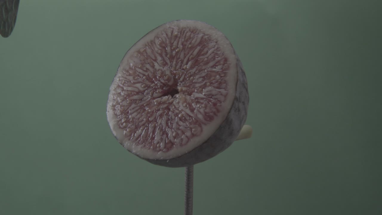 크로마 키를 위해 녹색 화면에 루프와 함께 회전하는 무화과