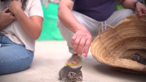 cute small baby cats litter at basket learning to walk outdoors