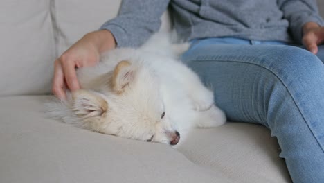 소파에 있는 개와 알아볼 수 없는 여자