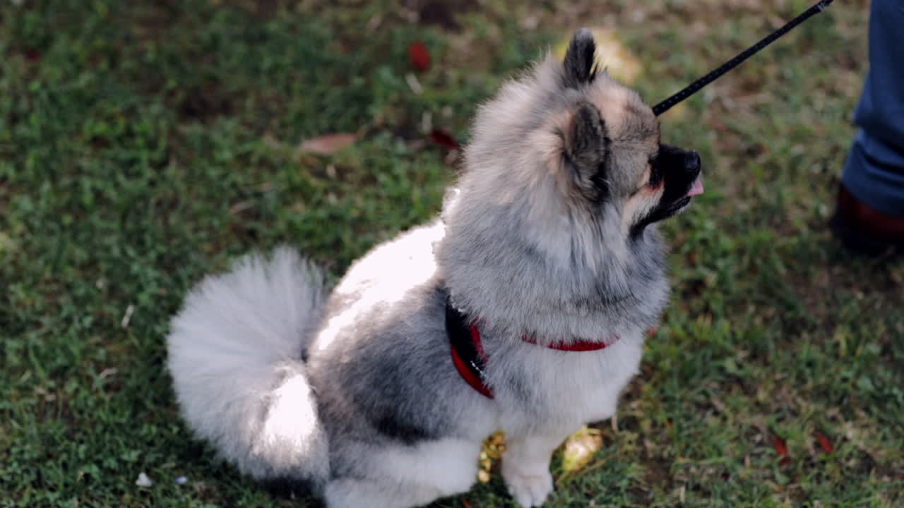 perro peludo con correa en el césped verde