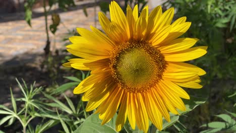 Bright-yellow-sunflowers-in-field