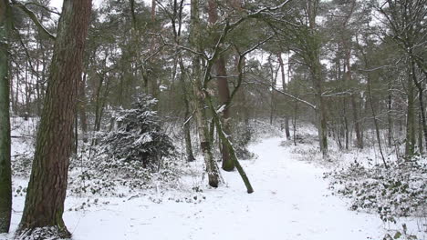 pan of snow covered hiking trail in forest