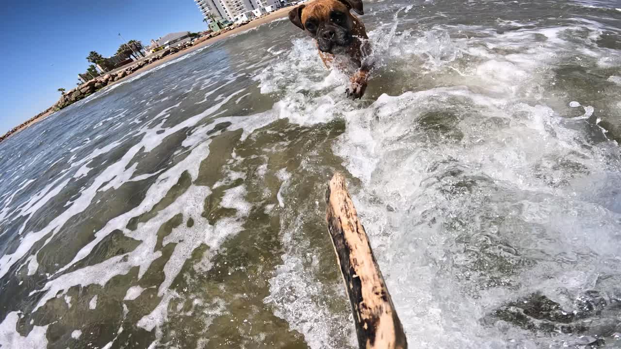 Boxer che riporta un bastone tra le onde dell'oceano