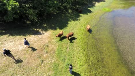 imágenes aéreas de un pequeño grupo de refugiados en un entorno rural con vacas