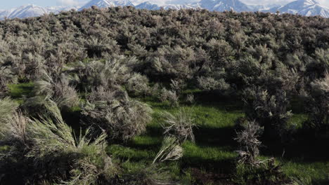 Arbustos-Del-Desierto-En-Las-Colinas-De-Alabama-Con-Montañas-Al-Fondo.