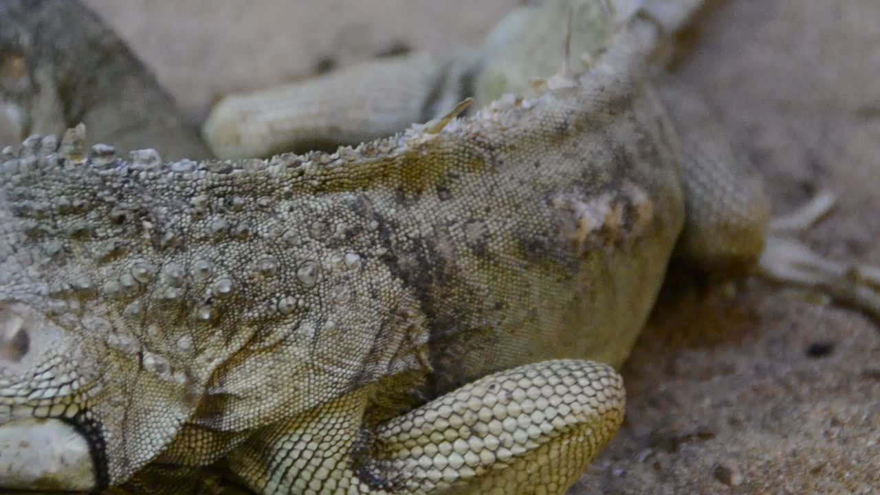 Iguana