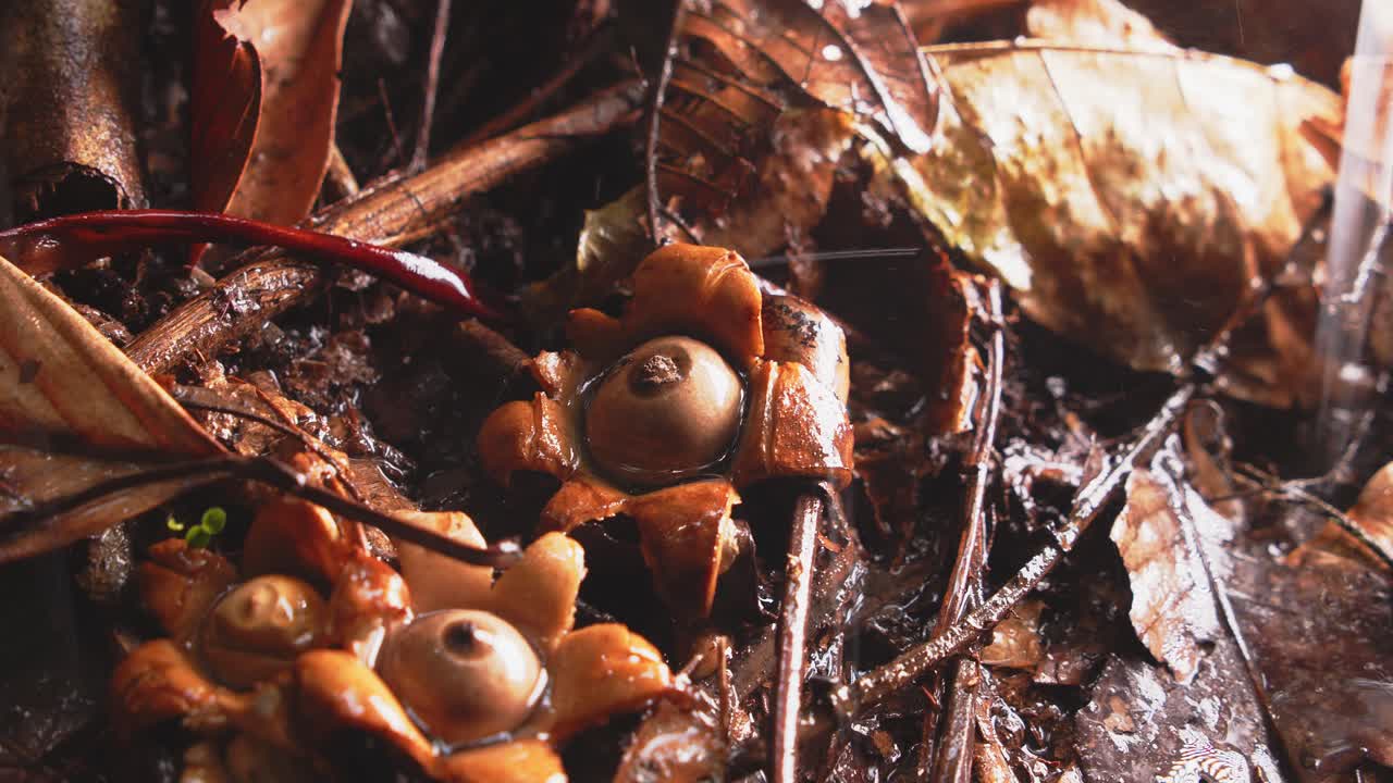 Multiple Rounded Earthstar mushrooms release clouds of spores as raindrops hit them in Peru’s rainforest.