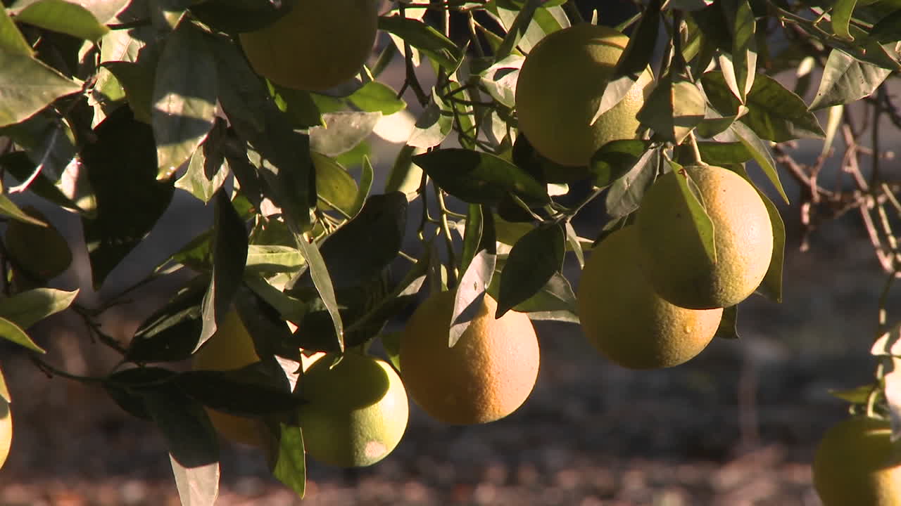 close up rack centrarse en naranjas en un árbol en ojai california