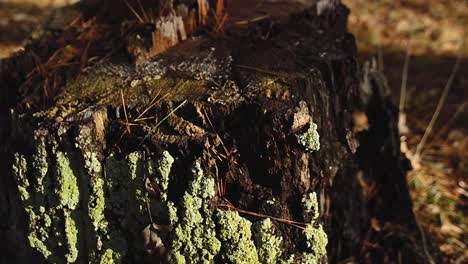 a close-up rotating pull away steadicam shot of a fallen tree stump with moss growing from it