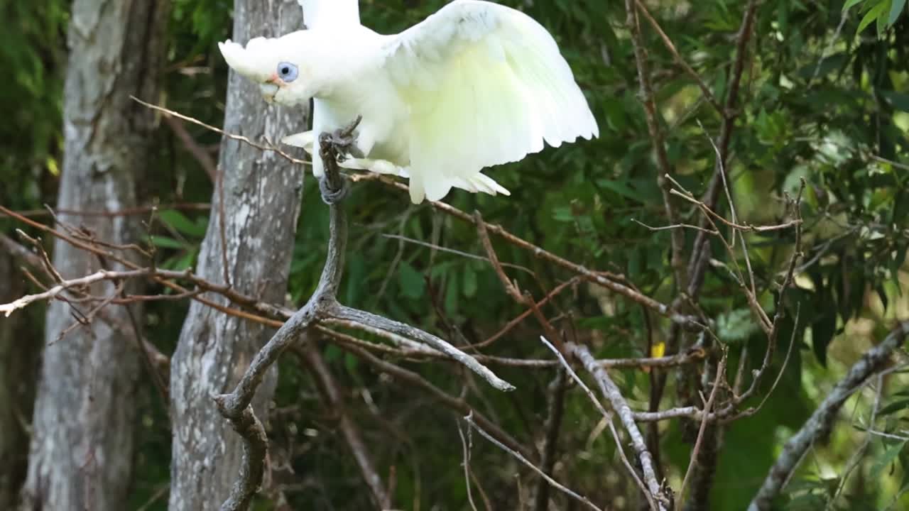 A white cockatoo spreads its wings and takes flight from a tree branch in a lush forest.