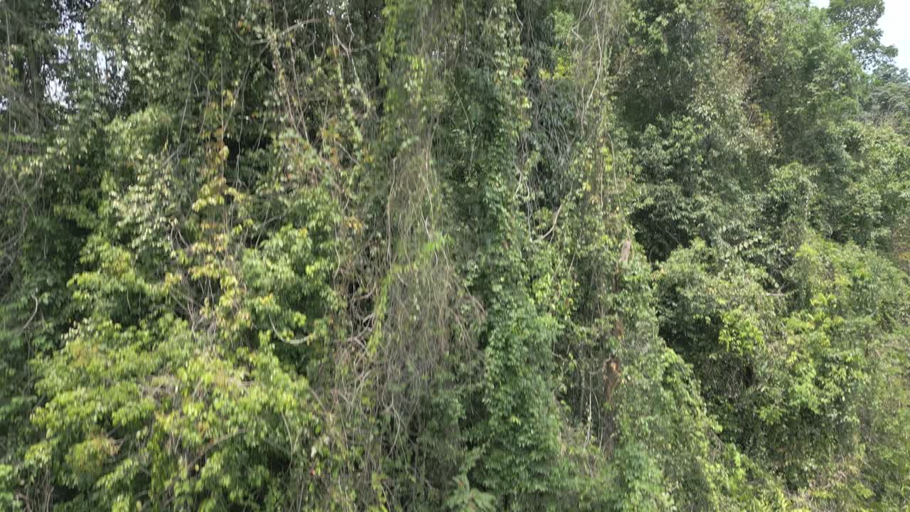 The camera ascends from the bottom of the jungle canopy to the treetops, then seamlessly glides above the forest, skimming close to the dense greenery.