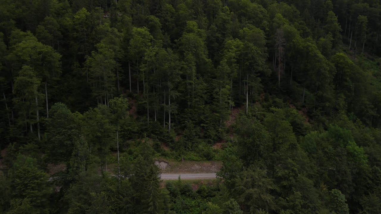 울창한 숲 속의 도로, 공중 드론 가노피, 트렉 소나무 상록 나무