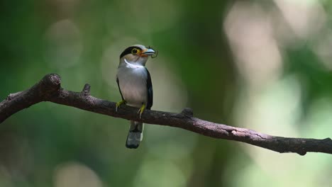 a spider in its mouth perched on a branch in the forest as it looks around, silver-breasted broadbill serilophus lunatus, thailand