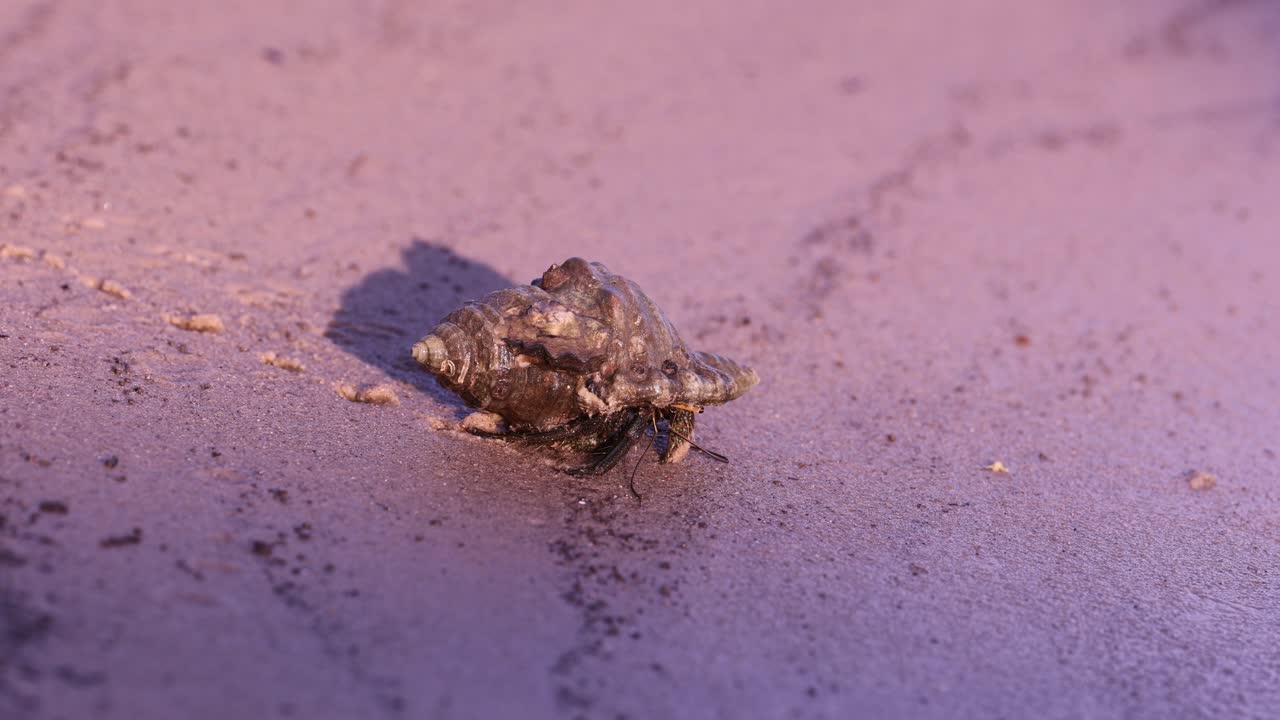 una rana moviéndose a través de un pavimento húmedo y púrpura