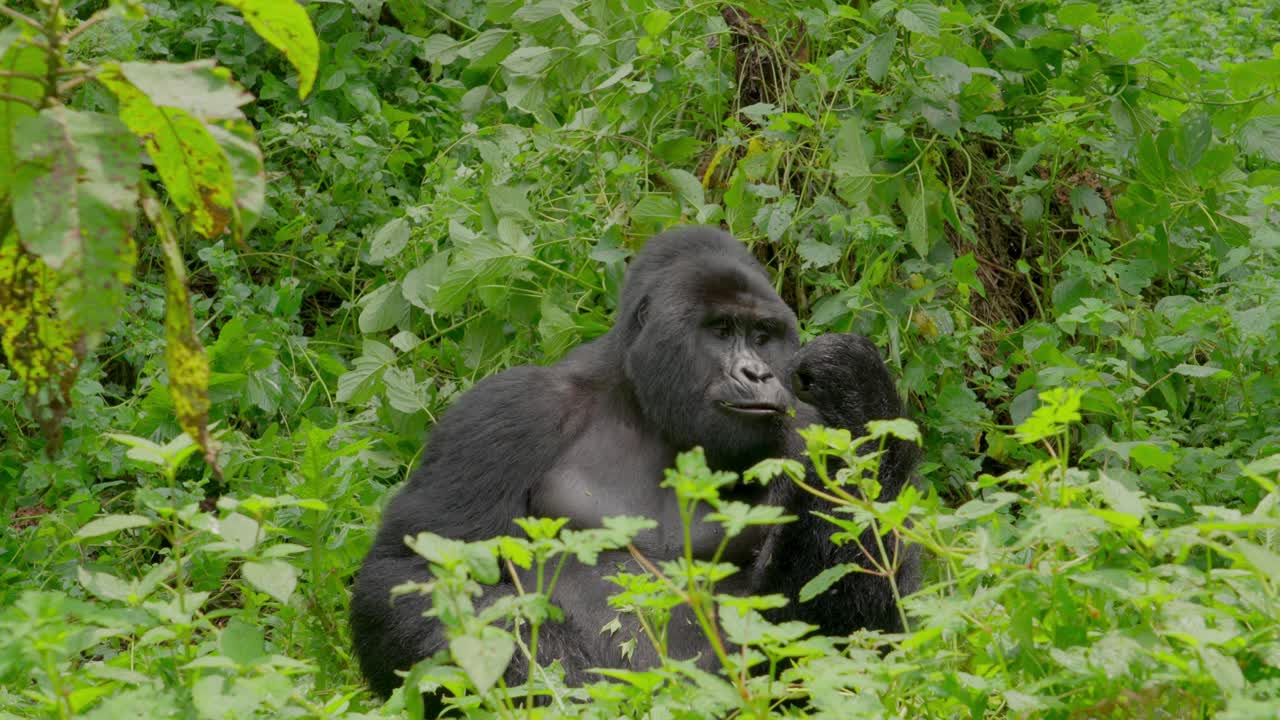 Silverback bjerggorilla bøjer grene og spiser dem. Bwindi Nationalpark, Uganda
