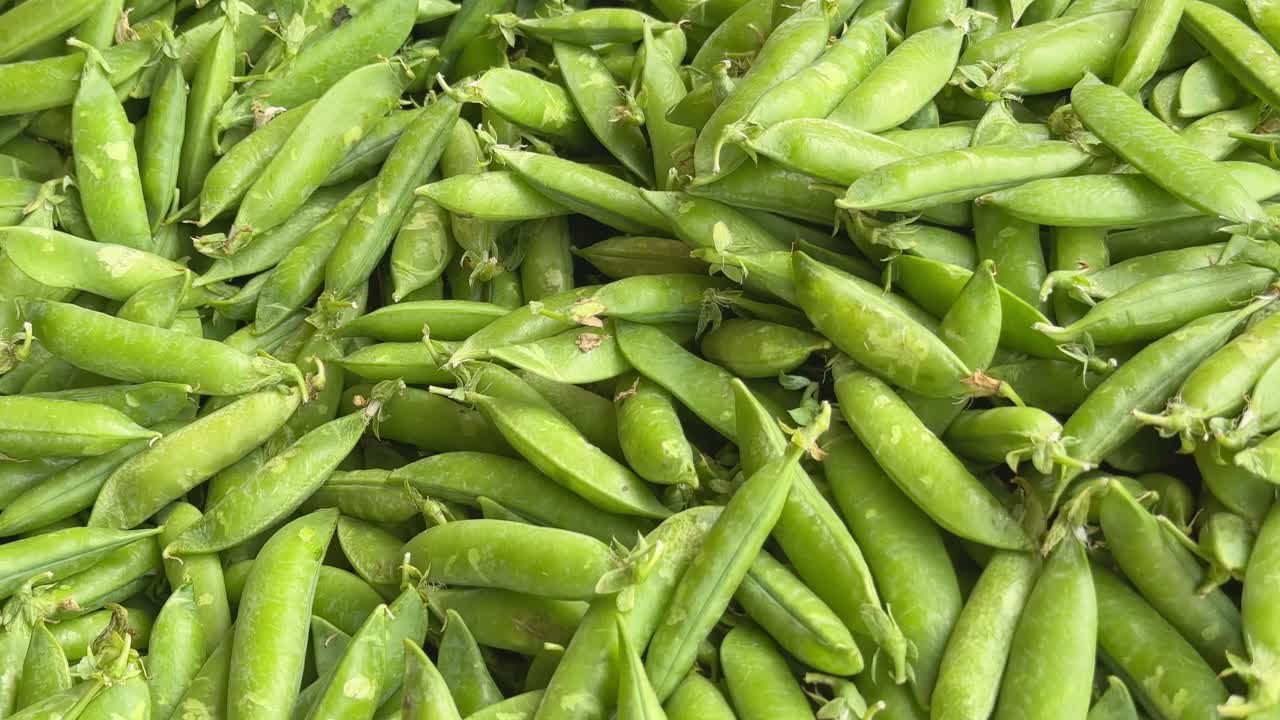 tracking shot of a pile of freshly picked green peas