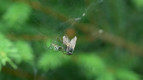 Close-Up-Of-A-Spider-Crawling-Around-Checking-Out-Its-Entangled-Prey