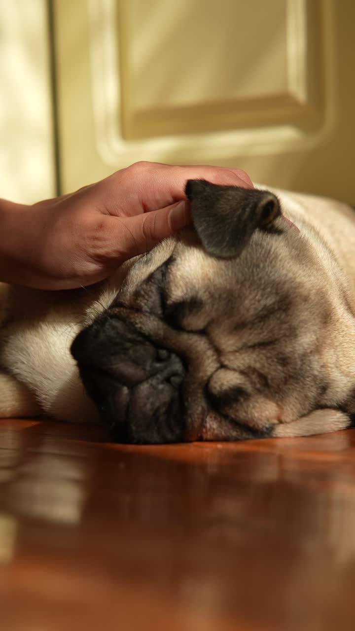 잠자는 파그를 손으로 만지는 것