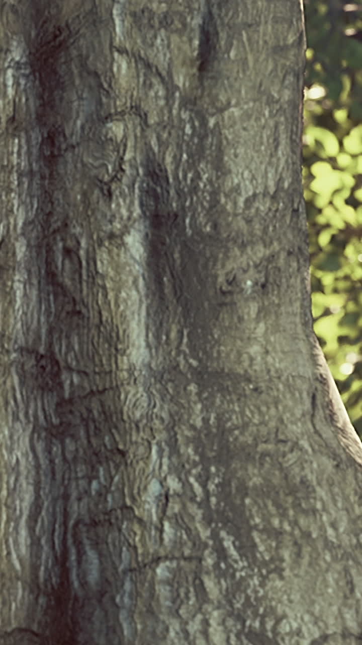 cerca de la corteza de un tronco de árbol