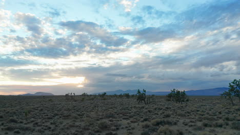 joshua trees survive in the arid mojave desert climate and rugged terrain - low altitude aerial view