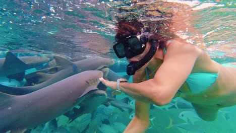 a female snorkeller swims amongst sharks and a variety of tropical fish in the clear waters off hol chan marine reserve, san pedro, belize