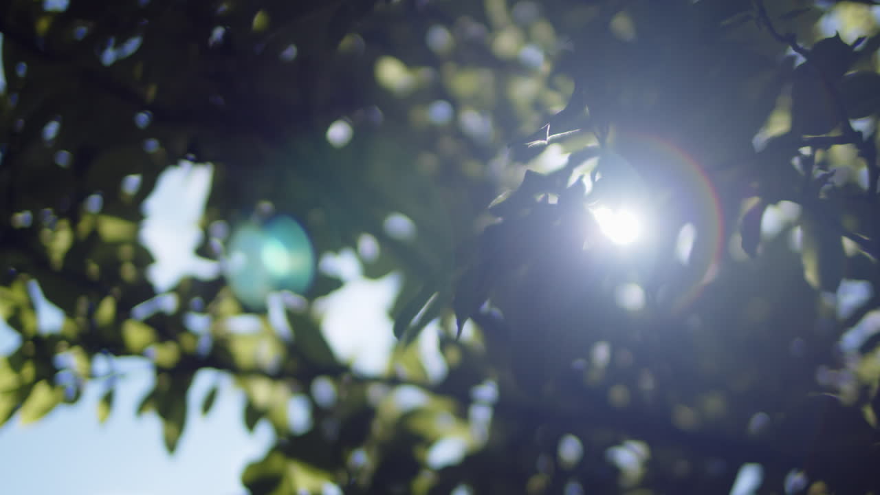 Abstract cinematic shot of nature. Close up leaves and sun lens flare