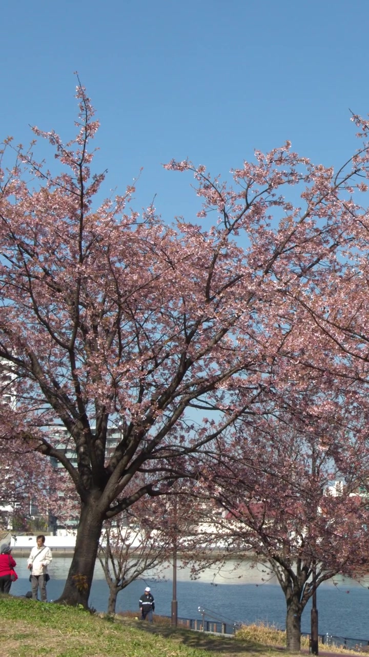 Alberi di sakura rosa fioriscono lungo la riva di un fiume sotto cieli azzurri e sereni a Tokyo, Giappone