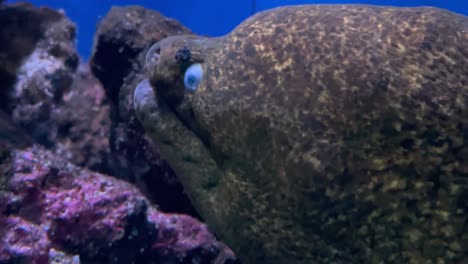primer plano de una gran cabeza de anguila morena bajo el agua en el acuario, respiración bucal