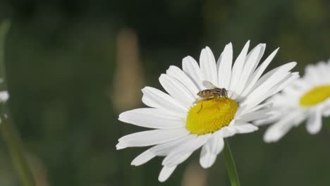 el hoverfly recoge el néctar en la planta de flores de margarita