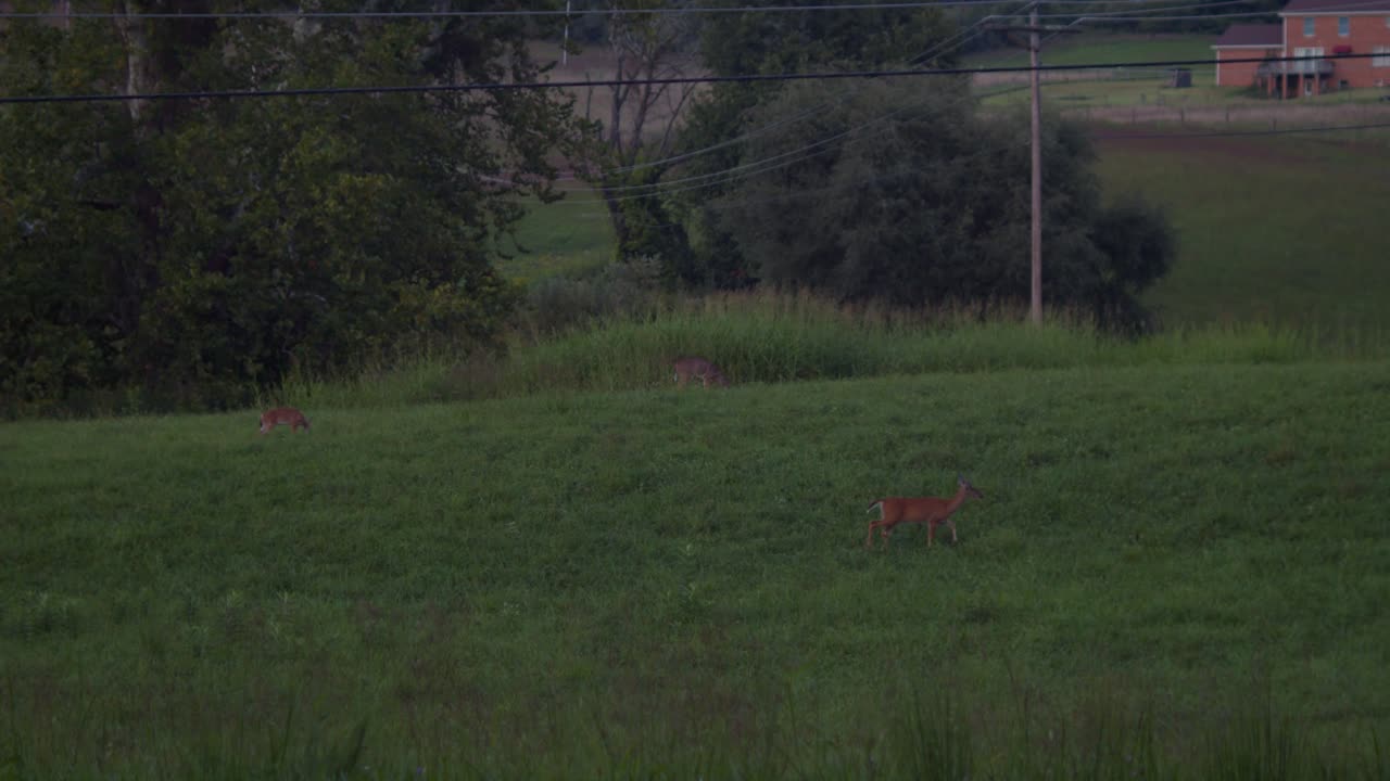 언덕에서 풀을 뜯고 있는 미국 흰 꼬리 사슴 세 마리