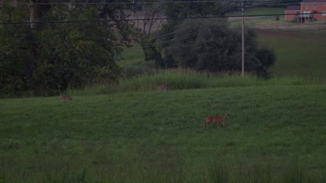 Three-american-white-tail-deers-grazing-on-the-hill